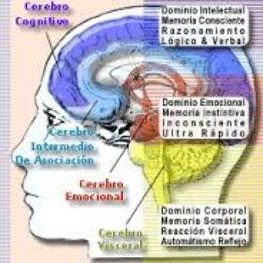 O Acesso s Emoes pelo Corpo  mais fcil do que pela Linguagem Verbal